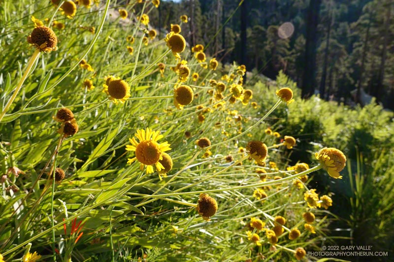 Flower heads of Bigelow's sneezeweed (Helenium bigelovii) at the main seep in Waterman Meadow. According to Jepson, Bigelow's sneezeweed can be distinguished from Rosilla (Helenium puberulum) by the disk corollas being 5-lobed, instead of 4-lobed. August 14, 2022.