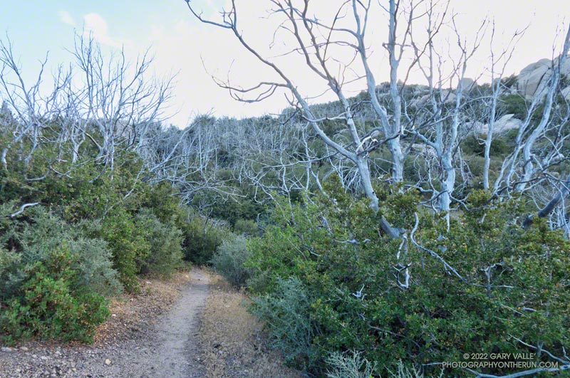 Regrowth of interior live oak (Quercus wislizenii) along the Mt. Waterman Trail near Three Points, nearly 13 years after the Station Fire. According to FRAP fire history data, prior to the Station Fire, this area had not burned in 85 years. August 14, 2022.