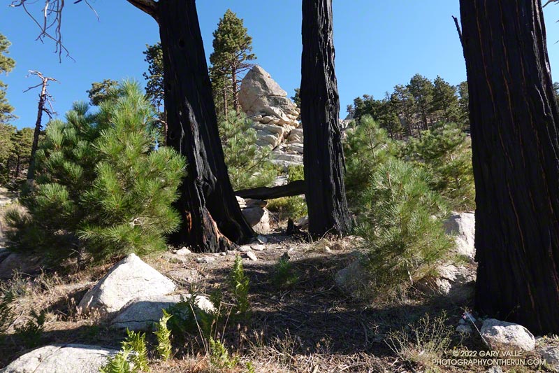 Pine saplings -- probably Jeffrey pine -- among incense cedars burned in the 2009 Station Fire. This is also within the 2020 Bobcat Fire perimeter. August 14, 2022.