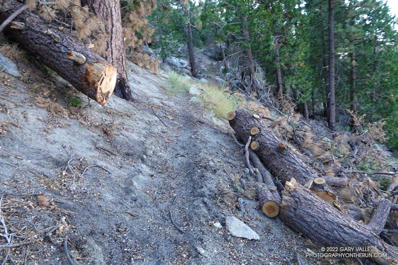 A few downed trees had been recently removed from the trail. Overall the Three Points - Mt. Waterman Trail was in surprisingly good shape. August 14, 2022. 