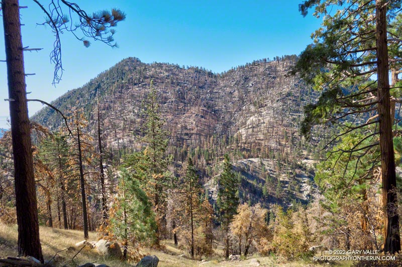 Twin Peaks from the Twin Peaks Trail junction on the Mt. Waterman Trail. This area was more significantly impacted by the 2020 Bobcat Fire. Even so, a number of trees survived. August 14, 2022.