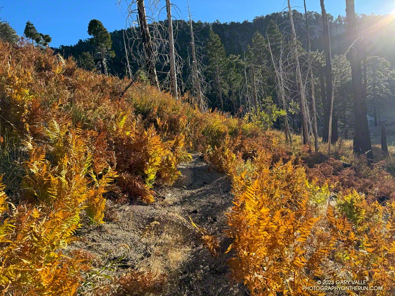 Bracken fern turning color at Waterman Meadow is a sure sign of Autumn. The seep is at about 7000' and 3.6 miles from Three Points. November 5, 2023.