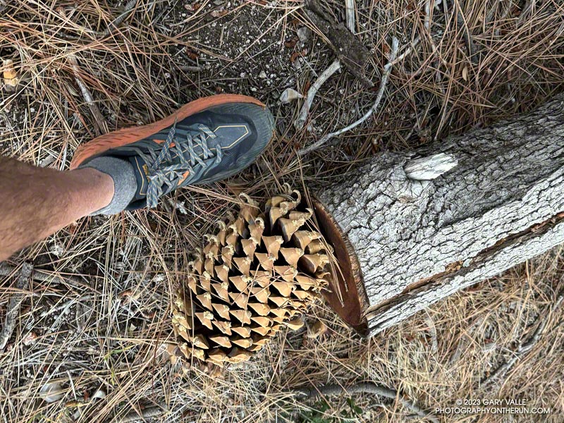 Monster Coulter pine cone near Three Points.