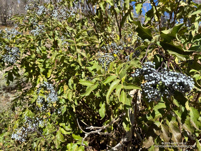 The elderberry bushes near the Burkhart Trail trailhead were loaded with berries. November 5, 2023.