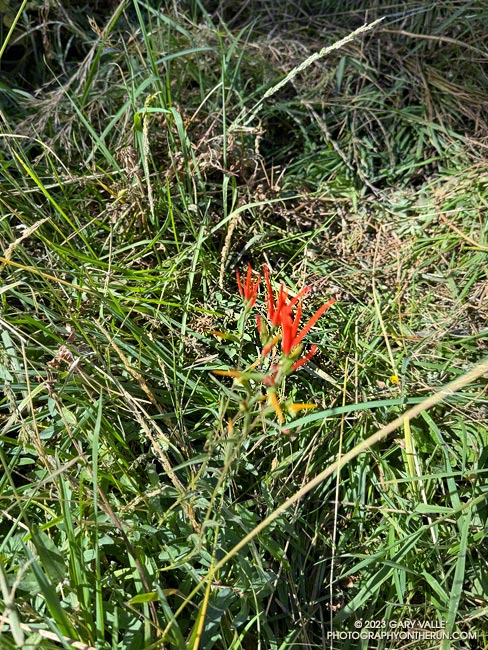 Little paintbrush blooming at a seep on the PCT, east of Cloudburst Summit. November 5, 2023.