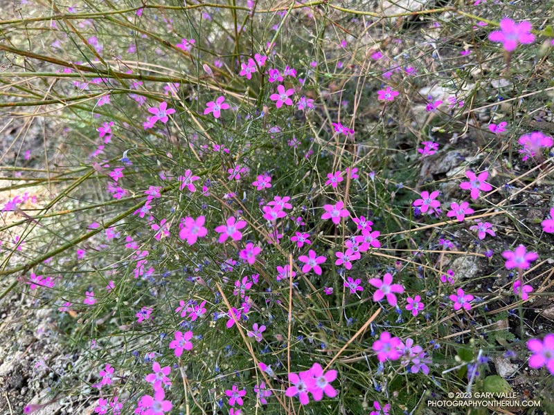 Gilia blooming out-of-season on the Burkhart Trail. November 5, 2023.