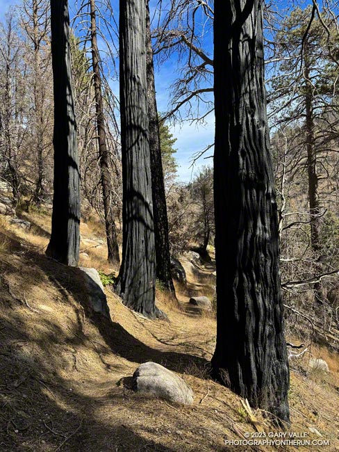 Blackened trees along the Burkhart Trail that were burned in the 2020 Bobcat Fire. November 5, 2023.