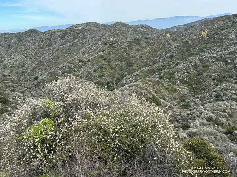 A sea of Ceanothus (C. megacarpus) blooming along the Garapito Trail. February 25, 2024.