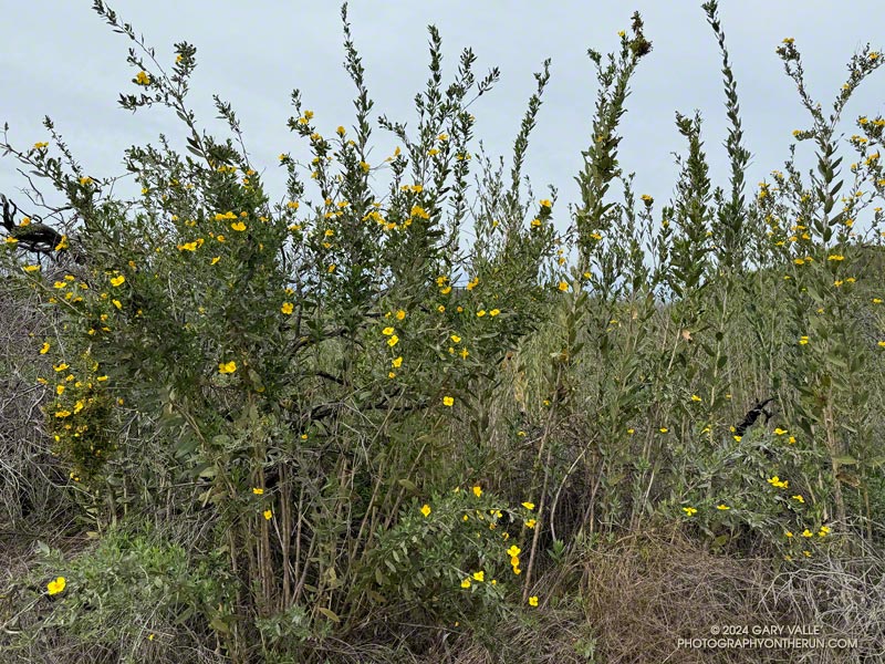 Bush poppy (Dendromecon rigida) - a fire follower - blooming along Eagle Springs Fire Road in an area burned by the 2021 Palisades Fire. February 25, 2024.