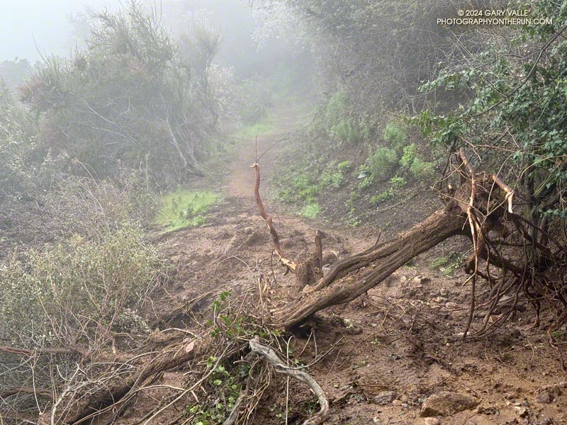 Debris on the Garapito Trail. February 17, 2024.