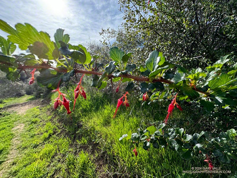 Fuchsia-flowered Gooseberry (Ribes speciosum) on the Garapito Trail, near its junction with Fire Road #30. February 25, 2024.