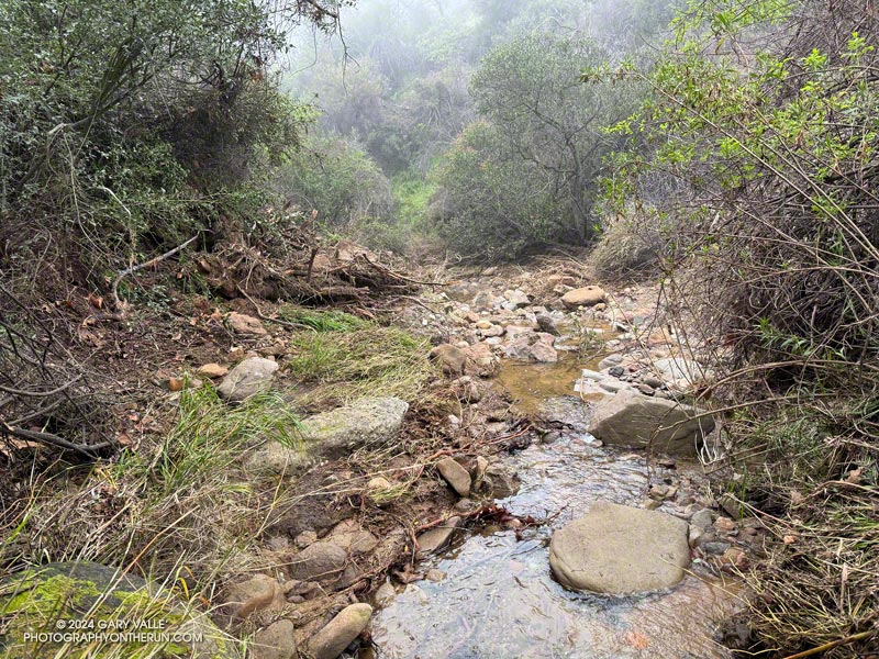 View downstream of Garapito Creek. The trail is blocked by the mudslide debris on the left. The slide originated from a gully on the right side of the creek, and my have briefly dammed the stream. February 17, 2024.