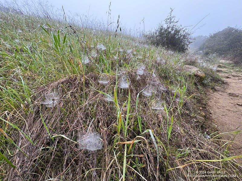 Grass spider condos along the Musch Trail. It's sobering to think there are enough insects to support this density of spiders. February 17, 2024.