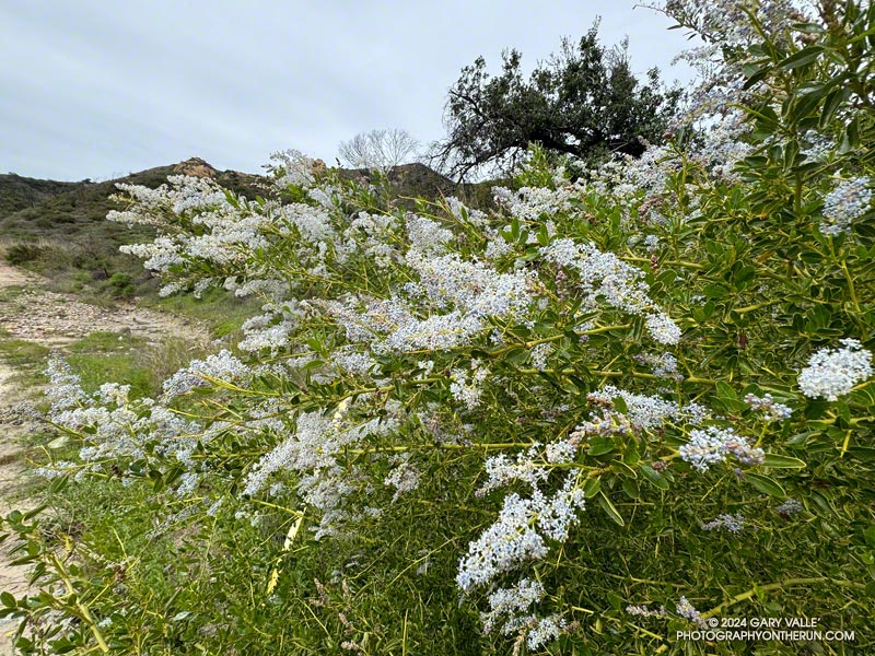 Greenbark Ceanothus (C. spinosus) blooming along Eagle Springs Fire Road. February 25, 2024.