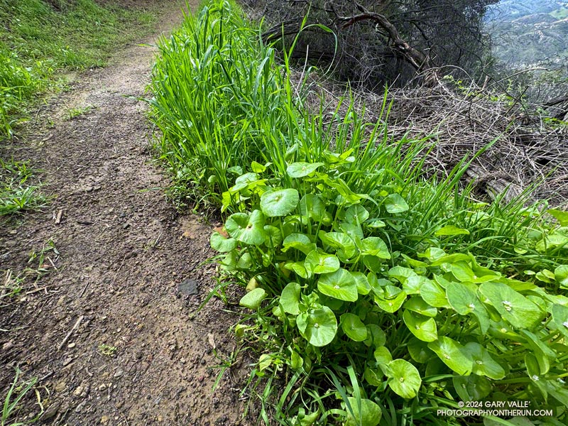Miner's lettuce (Claytonia perfoliata) along the Garapito Trail. February 25, 2024.
