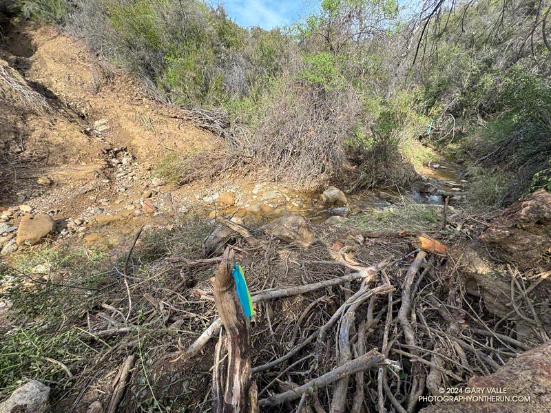 View from on top of the debris pile on Garapito Creek of the gully from which the slide occurred. The blue and green tape marks the trail. Another marker is upstream on the right of the photo. February 25, 2024.