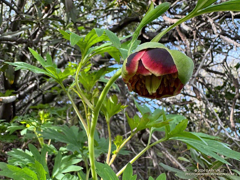 Closer look at the flower of California peony (Paeonia californica). February 25, 2024.