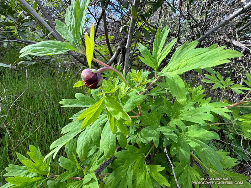 Sunlit California peony (Paeonia californica) along the Garapito Trail. February 25, 2024.