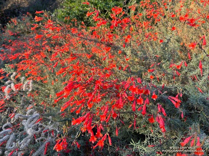 California fuchsia usually adds color to the Fall landscape, but Hilary's rainfall has dramatically increased the number of these bright red flowers.  October 8, 2023.
