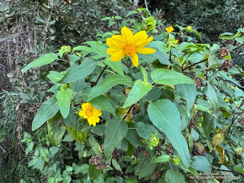 Canyon sunflower (Venegasia carpesioides) blooming out of season along Fire Road #30 in Topanga State Park. October 8, 2023.