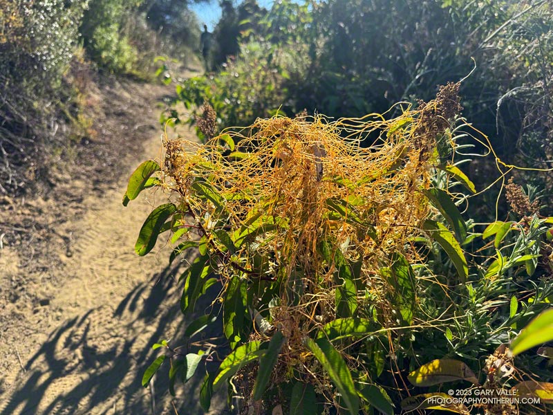 Dodder is a familiar sight on chaparral plants in the Spring, but it is very unusual to see it in the Fall. This dodder is growing on laurel sumac on the Musch Trail in Topanga State Park. October 8, 2023.