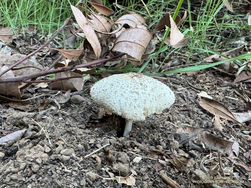 A mushroom in the Santa Monica Mountain in October? This one is on the Rogers Road segment of the Backbone Trail, near Temescal Peak.  October 8, 2023.