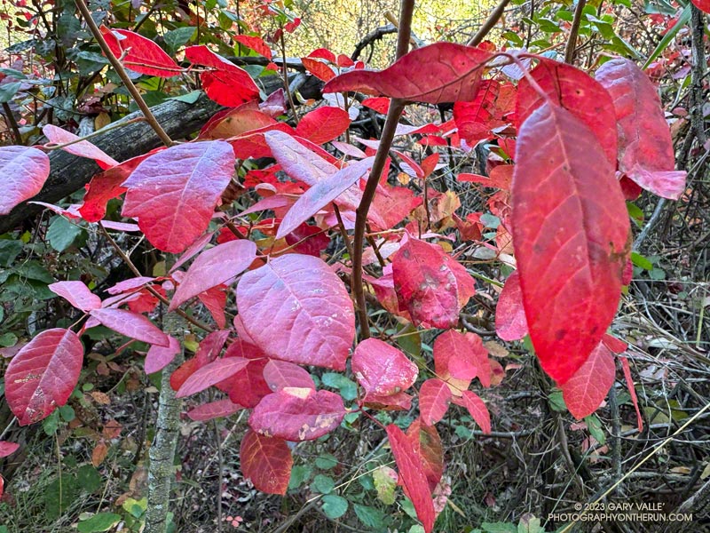 Autumn-red poison oak along the Garapito Trail. October 8, 2023.