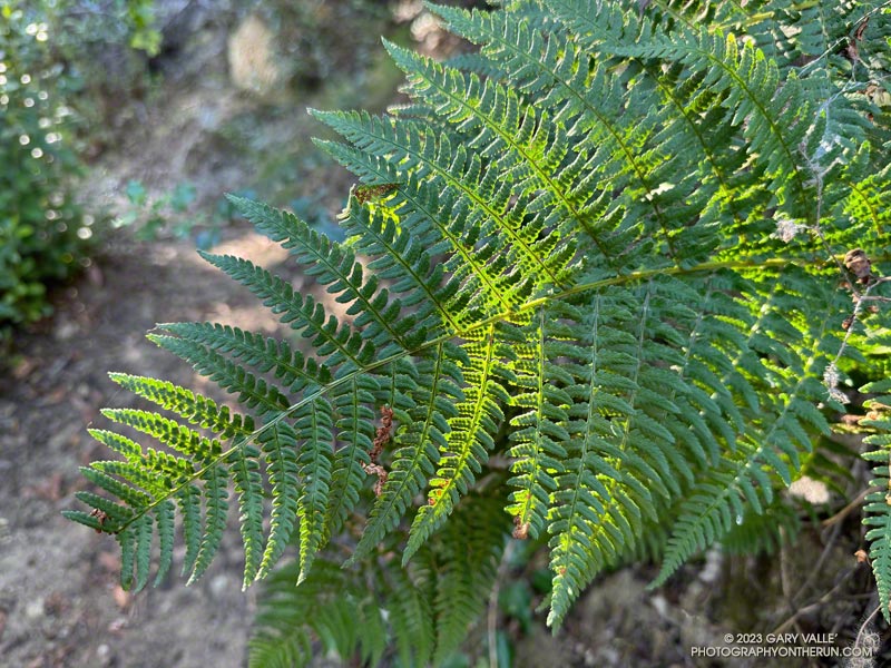 Wood fern along the Garapito Trail. October 8, 2023.
