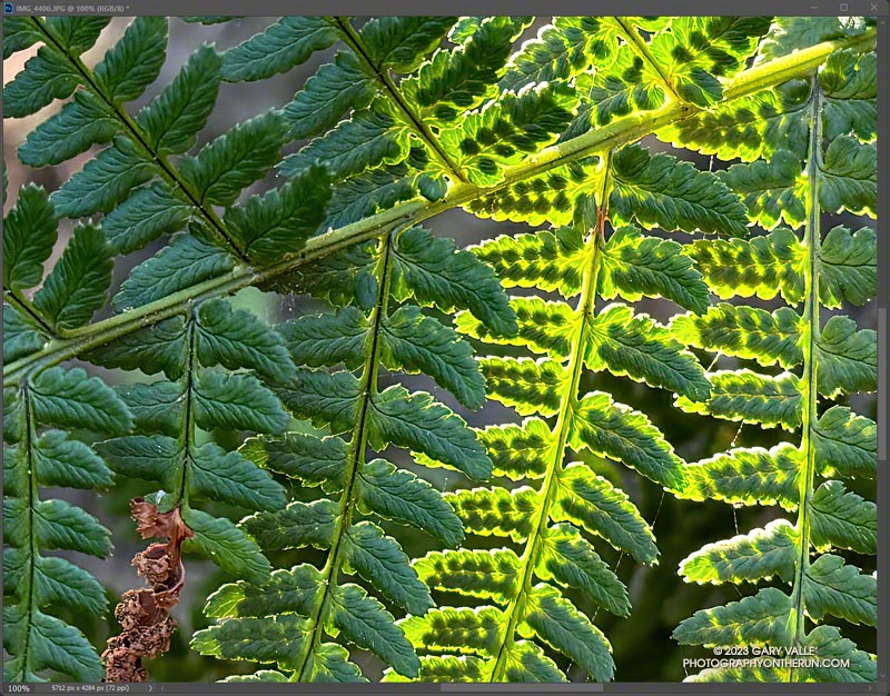 A closer view of the pinna of a wood fern along the Garapito Trail. The shadows of sori can be seen on the backlit pinnules. October 8, 2023.