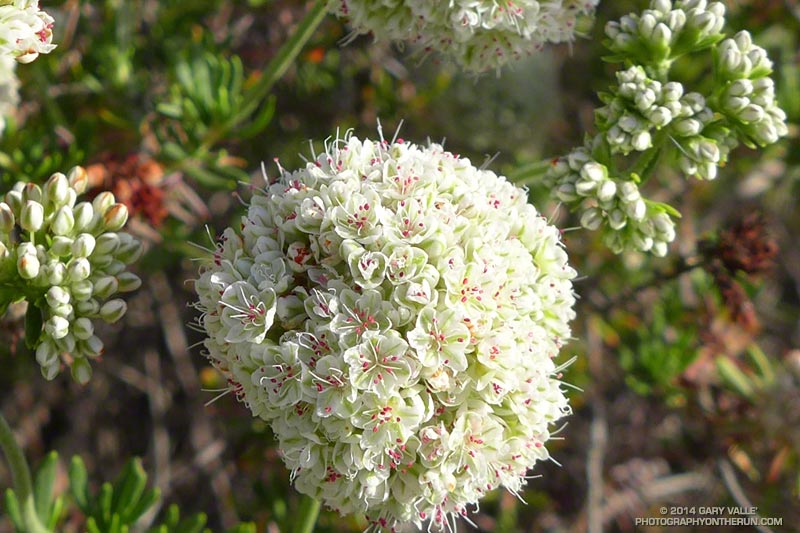 California buckwheat (Eriogonum fasciculatum var. foliolosum). May 4, 2014.