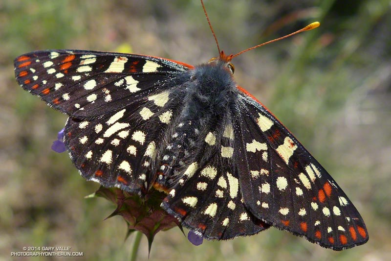 Checkerspot on chia along the Garapito Trail. It has the same color selection as the king snake! May 4, 2014.