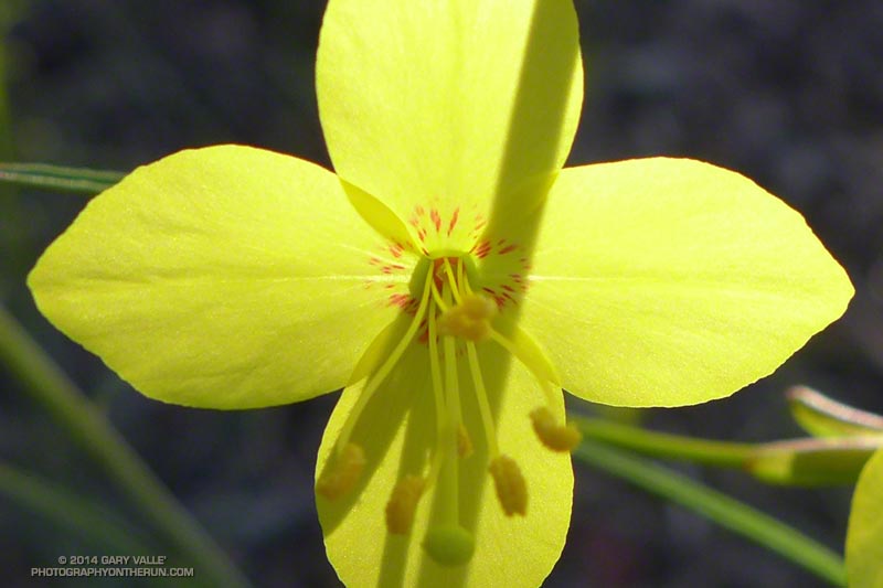 California primrose (Eulobus californicus) along the Musch Trail. Also referred to as false mustard. May 4, 2014.