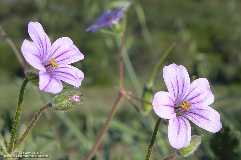 Long-beaked filaree (Erodium botrys). Also called big heron bill, the awn-like seed structure can be over four inches long. May 4, 2014.