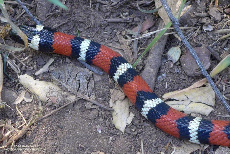 California kingsnake on the Garapito Trail. Red against black - OK Jack. Red against yellow - will kill a fellow. May 4, 2014.