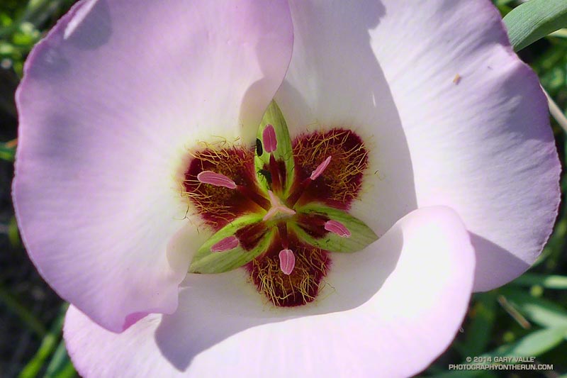 Plants in the Lily Family, in this case the Catalina mariposa lily, have radially symmetric flowers with their parts usually in threes or multiples of three. May 4, 2014.