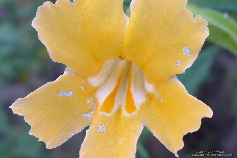 Bush monkeyflower (Mimulus aurantiacus ). Bush monkeyflower was severely affected by the drought. The first of March storms and subsequent showers have helped its recovery, but many plants exhibit some damage. May 4, 2014.