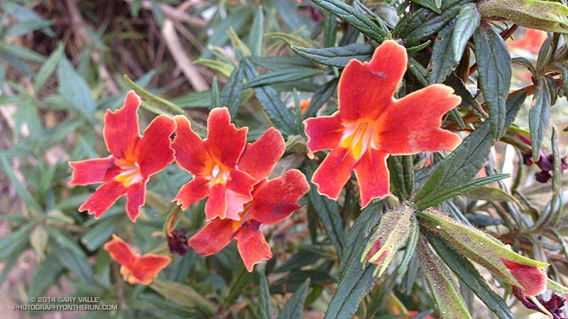 A scarlet-colored variety of bush monkey flower found in some areas -- in this case Stoney Point. 