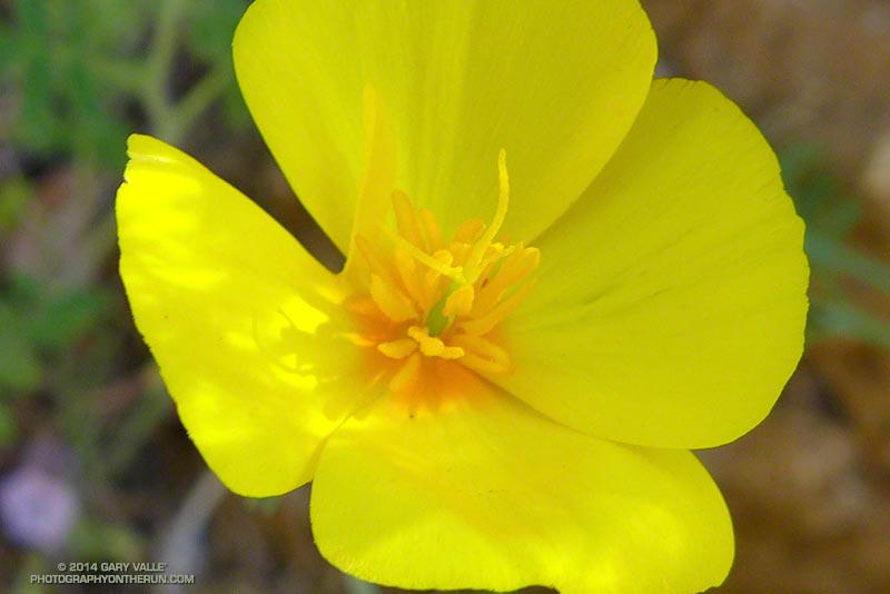 California poppy (Eschscholzia californica or possibly  Eschscholzia caespitosa). May 4, 2014.