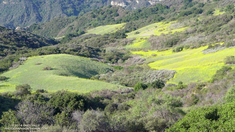Non-native plants such as black mustard, the yellow flowers in these fields in upper Santa Ynez Canyon, also benefited from the late Winter rain. May 4, 2014.