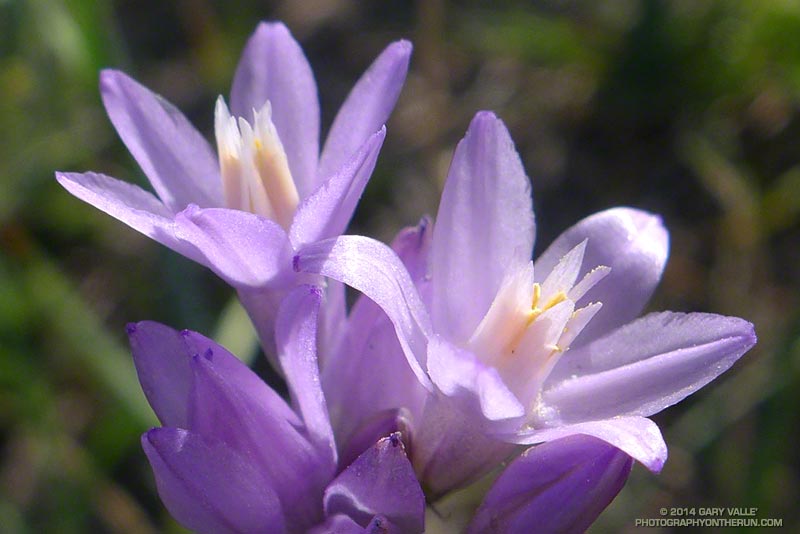 Wild hyacinth (Dichelostemma capitatum ssp. capitatum). May 4, 2014.