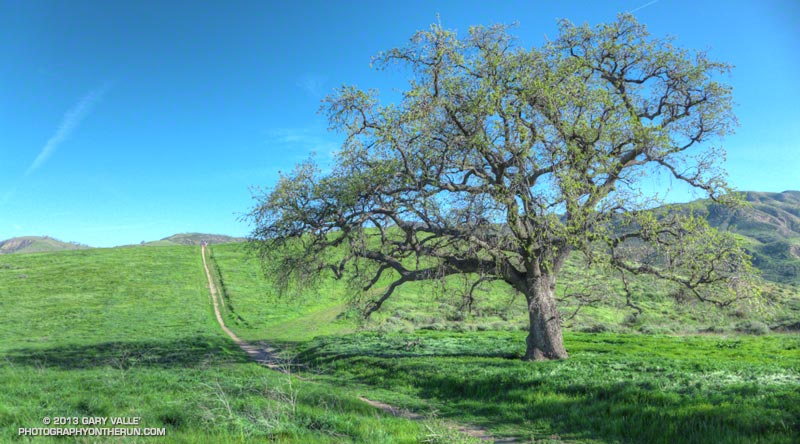 Lush seasonal growth along Rocky Peak Road, near the connector to Las Llajas Canyon. The Valley Oak was just starting leaf out. March 17, 2013.