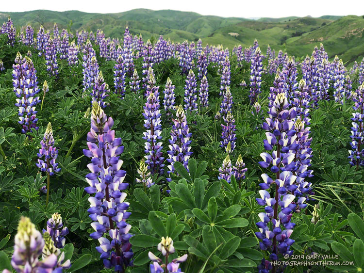 Lupine - probably arroyo lupine - along the power line service road that connects Las Virgenes Canyon to Cheeseboro Ridge. Lupines exhibit considerable variability and there are many similarities between species. March 19, 2019.