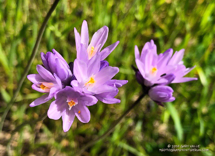 Blue dicks (Dichelostemma capitatum)  on the road from East Las Virgenes Canyon to Lasky Mesa. March 18, 2019.