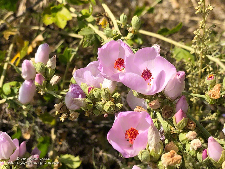Bush mallow (Malacothamnus fasciculatus var. fasciculatus) along the dirt road connecting East Las Virgenes Canyon to the west side of Lasky Mesa. June 20, 2019.