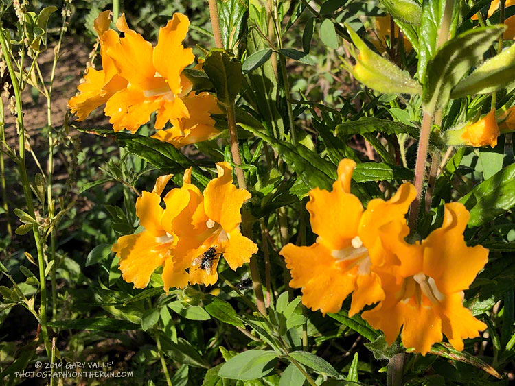 Bush monkeyflower (Mimulus aurantiacus) along the Sheep Corral Trail in upper Las Virgenes Canyon. May 12, 2019.