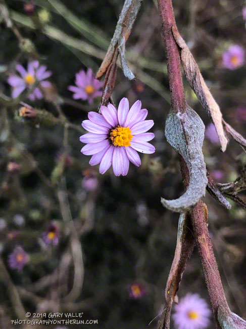 California aster (Corethrogyne filaginifolia), aka Lessingia, in upper Las Virgenes Canyon. October 9, 2019.