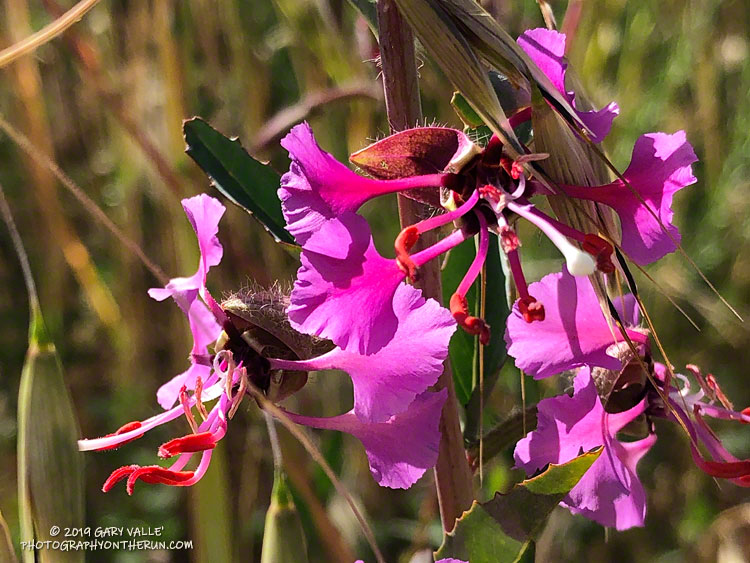 Elegant Clarkia (Clarkia unguiculata) alsp blooms as the hills are turning golden. These are on the north-central part of Lasky Mesa near the top of the dirt road that connects to East Las Virgenes Canyon. May 1, 2019.