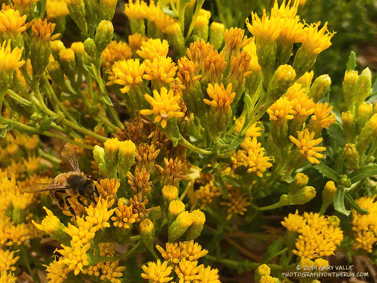 Coast Goldenbush (Isocoma menziesii var. vernonioides) and honeybee along the 'Lasky Mesa Trail' in Upper Las Virgenes Canyon Open Space Preserve. October 16, 2019.