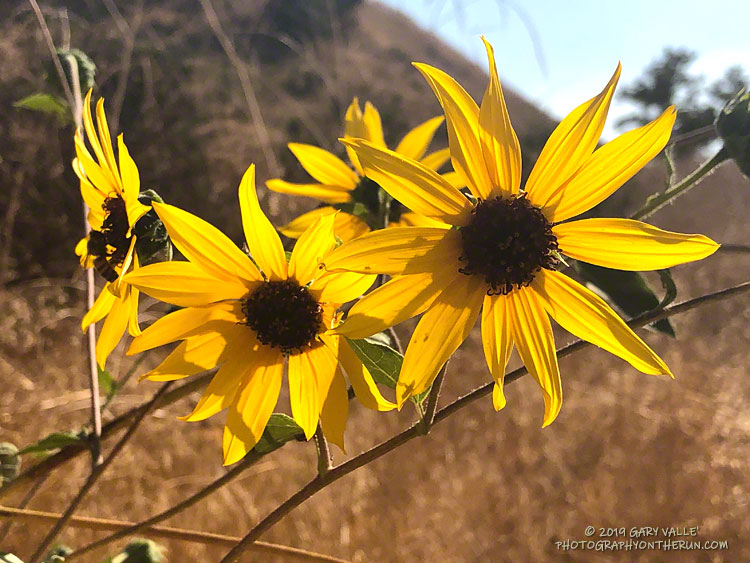 The resilient and umbiquitous common sunflower (Helianthus annuus). These are along East Las VIrgenes Canyon fire road near Las VIrgenes Canyon. October 9, 2019.