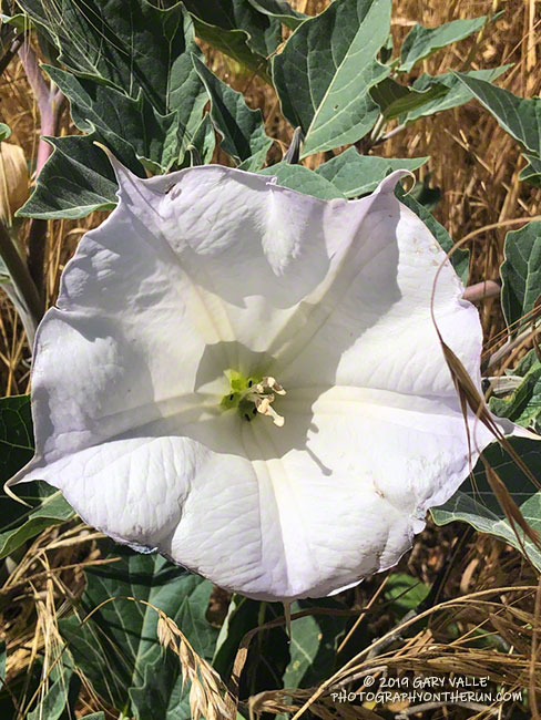 Datura (Datura wrightii) in Las Virgenes Canyon. The blossoms close when it is hot. May 16, 2019.